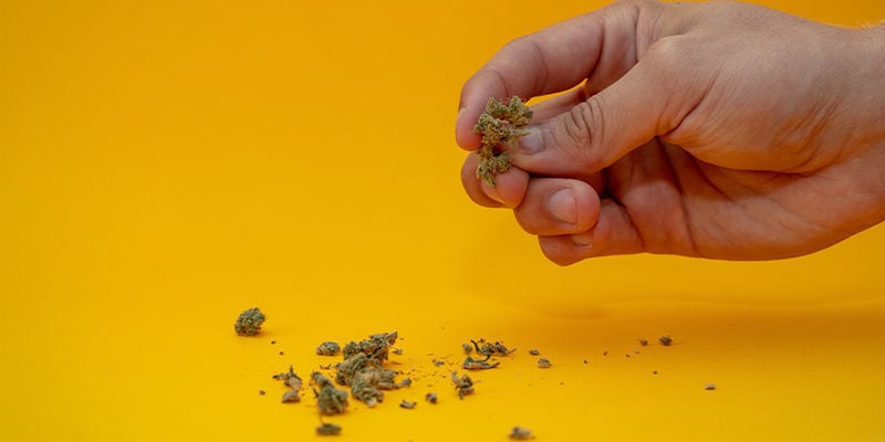 ¿Qué Ocurre Cuando La Marihuana Se Deteriora?