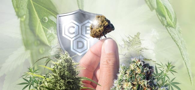 Cepas De Cannabis Rico En CBD