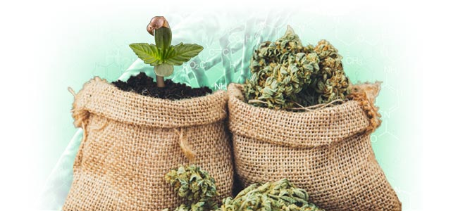 ¿Qué se considera una cepa alta en CBD?