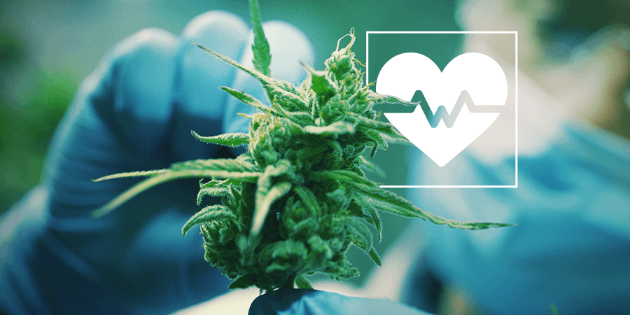 estudios de marihuana medicinal para el cáncer de próstata y otros tipos de cáncer