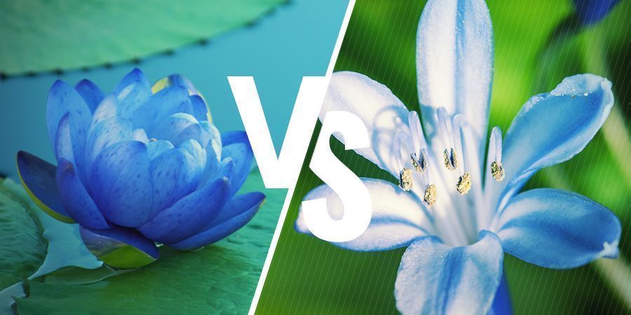 Loto Azul: Plantas Relacionadas