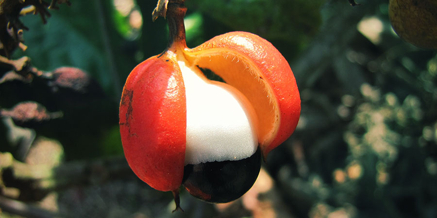 Como se consume el guarana para bajar de peso Como se consume el guarana para bajar de peso