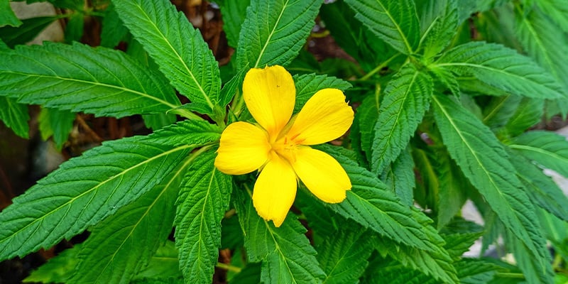 Damiana: Preguntas frecuentes