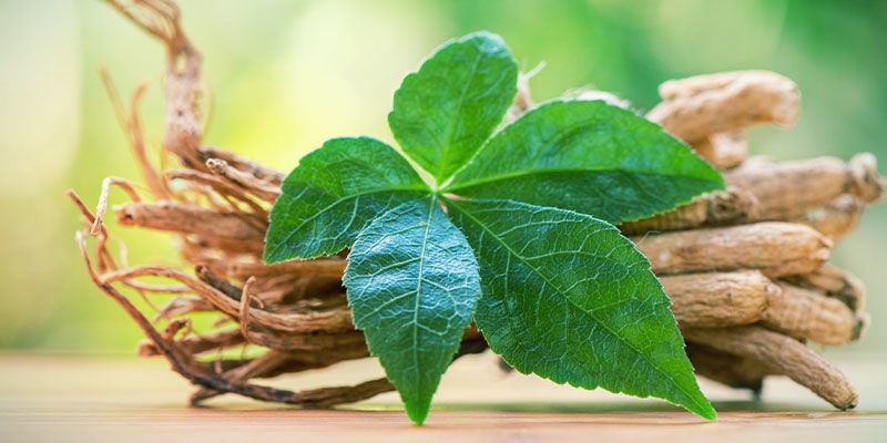 Descubre El Ginseng