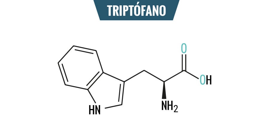 The structure of the amino acid triptófano is depicted, showing its chemical formula with labeled functional groups.