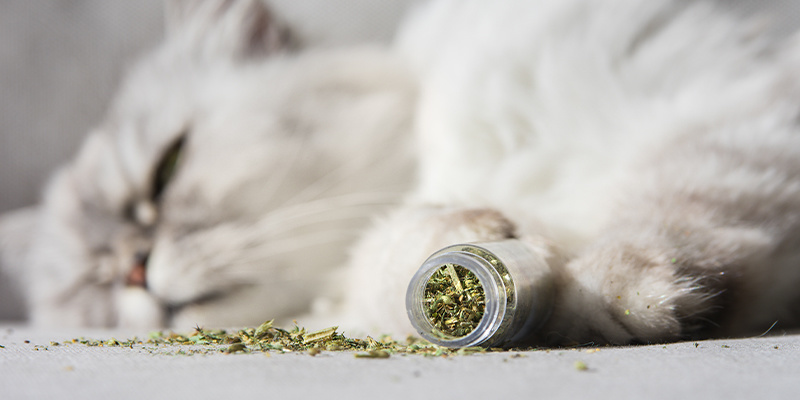 Nepeta cataria: Un regalo de la naturaleza para los gatos