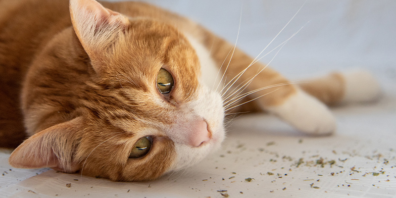 ¿Es la hierba gatera una droga? ¿Produce un subidón en los gatos?
