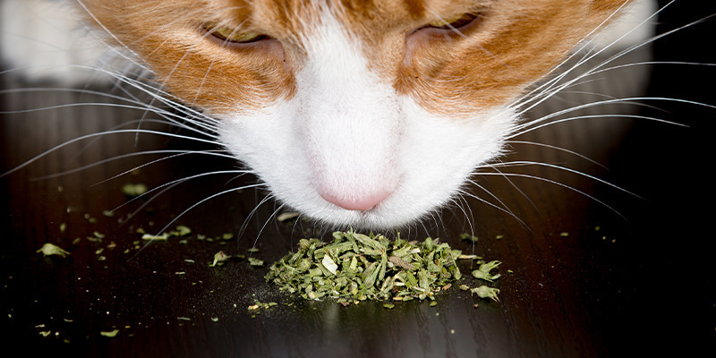 ¿Cómo se administra la hierba gatera a los gatos?