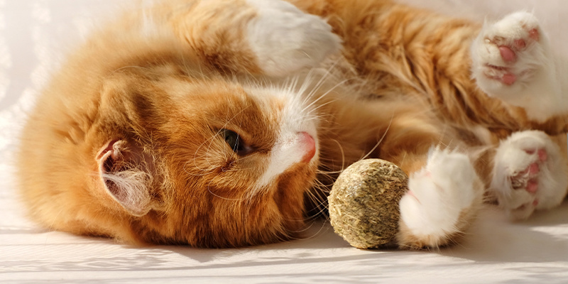 ¿Por qué les gusta tanto a los gatos la hierba gatera?