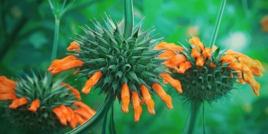 Botánica De La Leonotis Leonurus