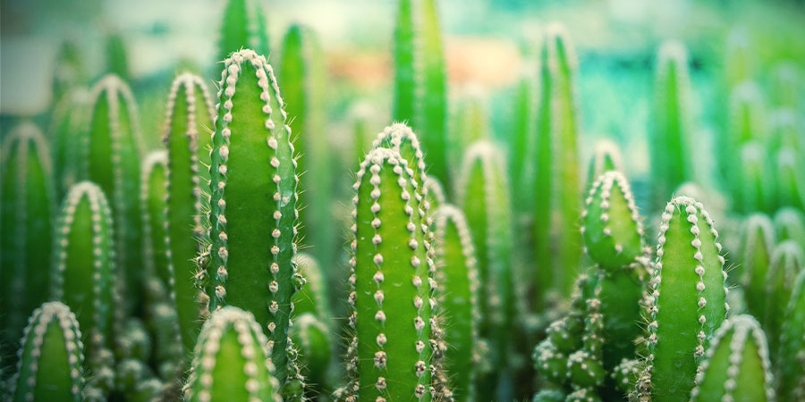 Cactus De Los Cuatro Vientos Cactus de los cuatro vientos