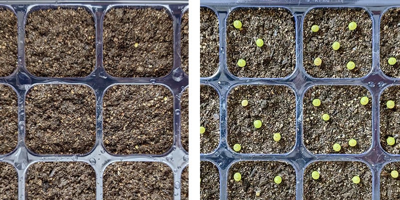 Cómo germinar las semillas de peyote