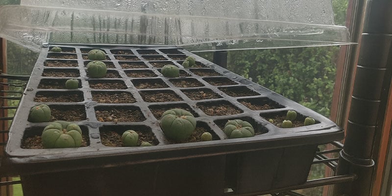 Cómo cuidar las plántulas de peyote (primer año)