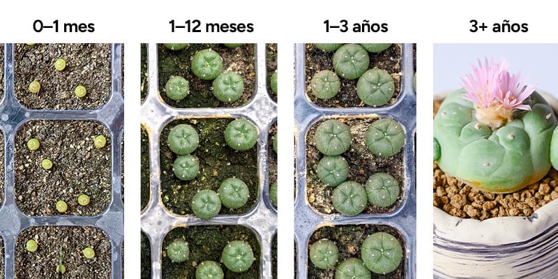 Fases de crecimiento del peyote
