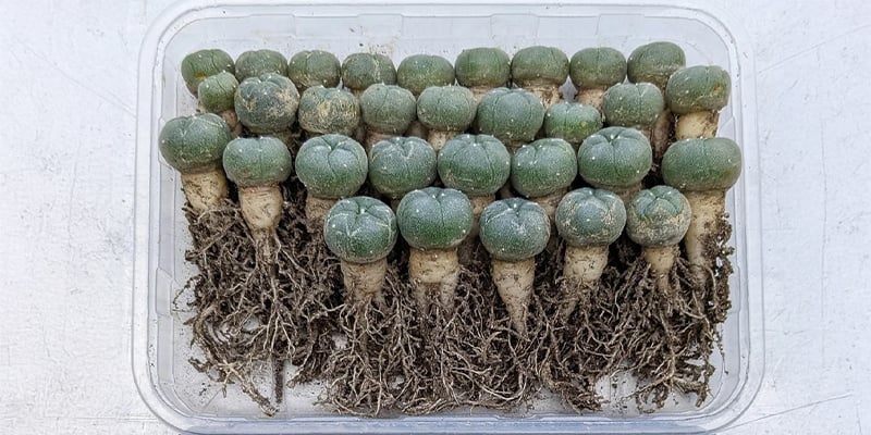 Cuando hayas sacado el cactus, inspecciona sus raíces