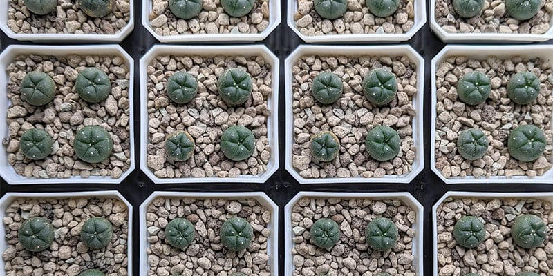 Coloca con cuidado el peyote en su nueva maceta