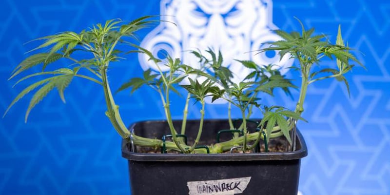 &iquest;Qu&eacute; es el low-stress training (LST)?