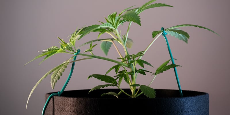 Errores comunes que evitar con el low-stress training Errores comunes que evitar con el low-stress training