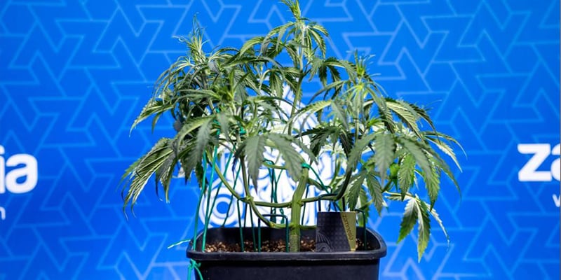 ¿Merece la pena el low-stress training? ¿Merece la pena el low-stress training?