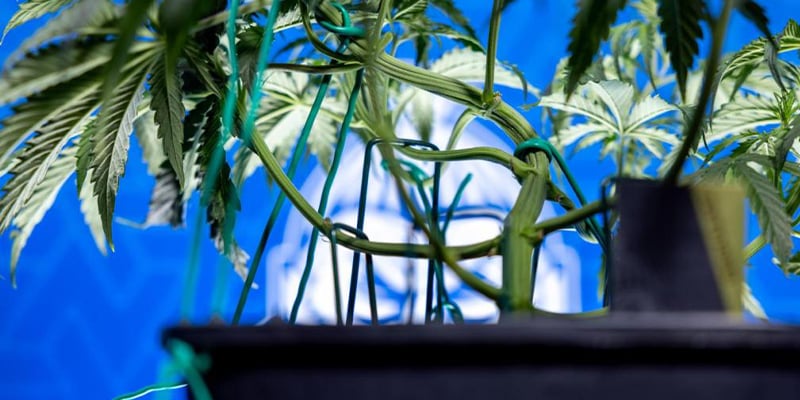 Cuándo empezar el LST en cannabis fotoperiódico Cuándo empezar el LST en cannabis fotoperiódico