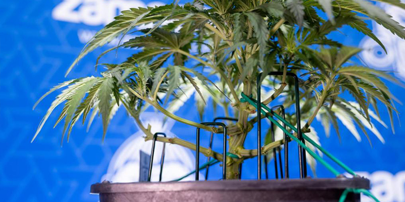 Paso a paso: cómo hacer low-stress training Paso a paso: cómo hacer low-stress training