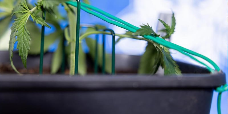 Doblar el tallo principal de forma segura Doblar el tallo principal de forma segura