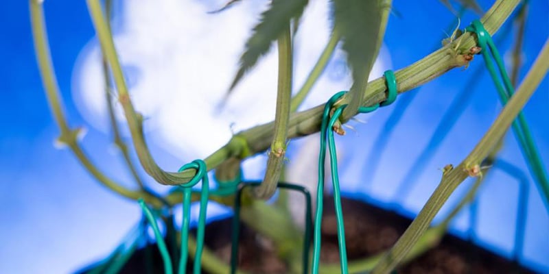 Entrenar las ramas laterales para un dosel uniforme Entrenar las ramas laterales para un dosel uniforme