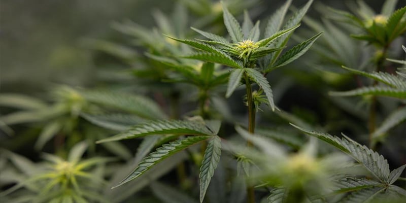 Consejos y trucos para mejores resultados con el LST Consejos y trucos para mejores resultados con el LST