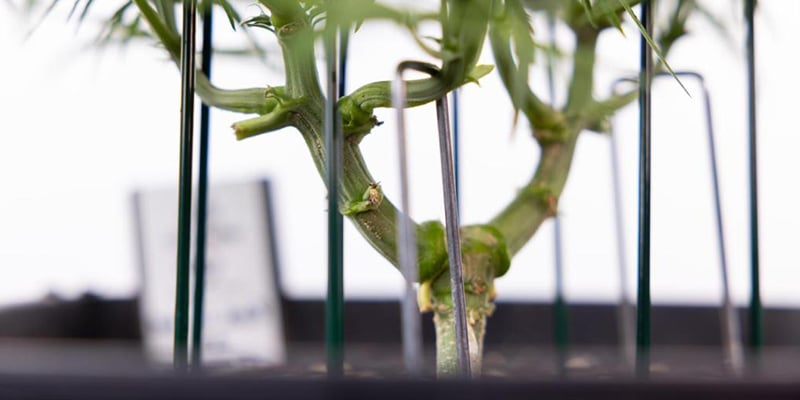 ¿Qué hace que una variedad de cannabis sea adecuada para el LST? ¿Qué hace que una variedad de cannabis sea adecuada para el LST?