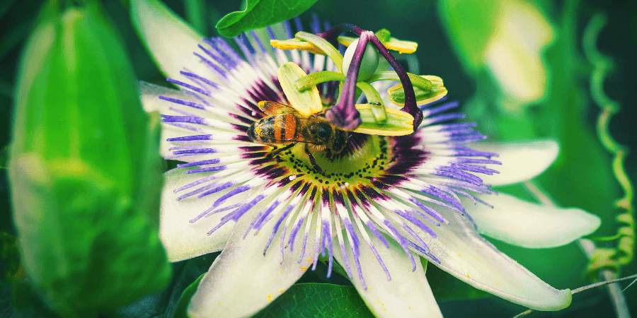 Passiflora Passiflora