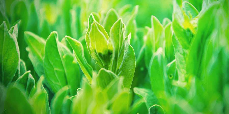 Lactuca Virosa Lactuca Virosa
