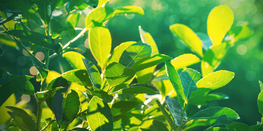 Yerba Mate Yerba Mate