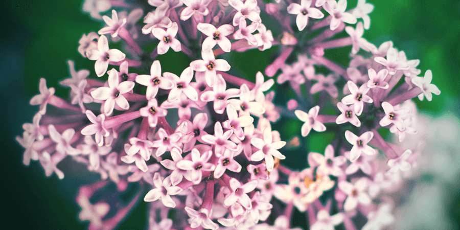 Valeriana Valeriana