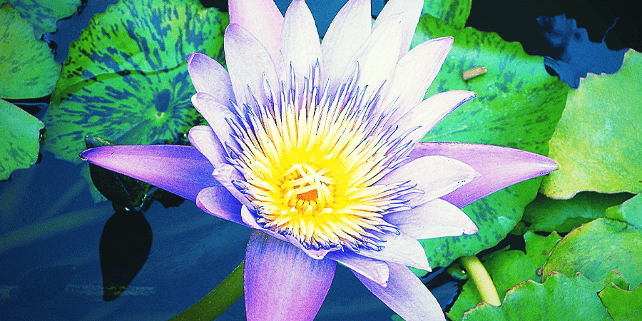 Loto Azul Loto Azul