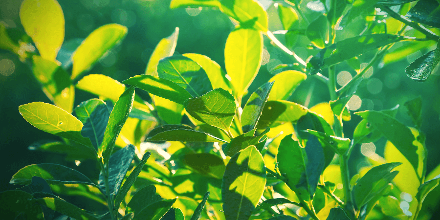 Yerba Mate