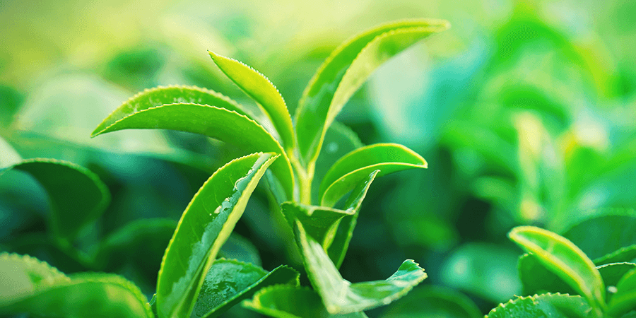 Té Gunpowder Té Gunpowder
