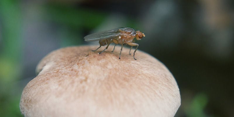 setas alucinógenas Mosquitos De Los Hongos