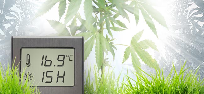 Julio: Las Plantas Se Están Empezando A Convertir En Árboles Julio: Las Plantas Se Están Empezando A Convertir En Árboles