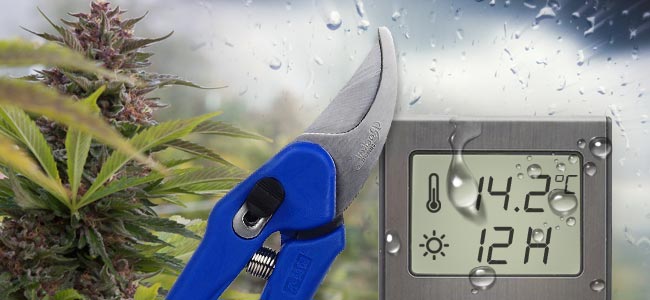Septiembre: Las Plantas Fotodependientes Se Deben Cosechar Septiembre: Las Plantas Fotodependientes Se Deben Cosechar