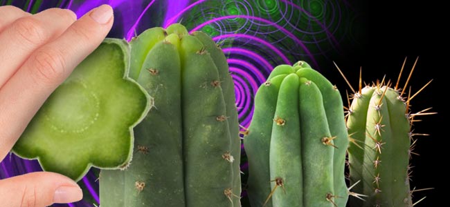 CÓMO DOSIFICAR LOS CACTUS COLUMNARES