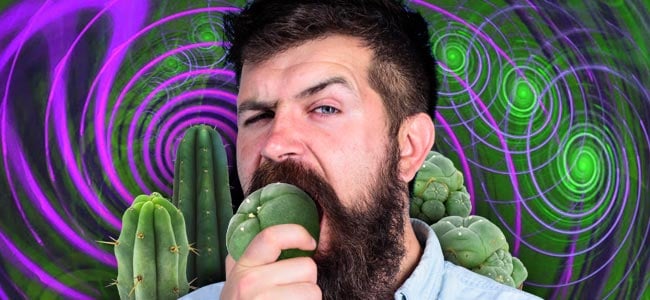 Cómo Dosificar Los Cactus De Mescalina Correctamente