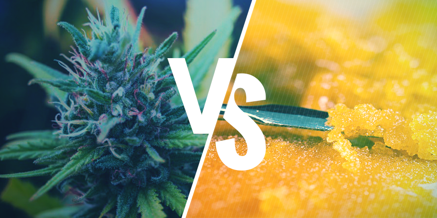 Diferencia Entre Las Flores Y Los Concentrados De Cannabis DIFERENCIA ENTRE LAS FLORES Y LOS CONCENTRADOS DE CANNABIS