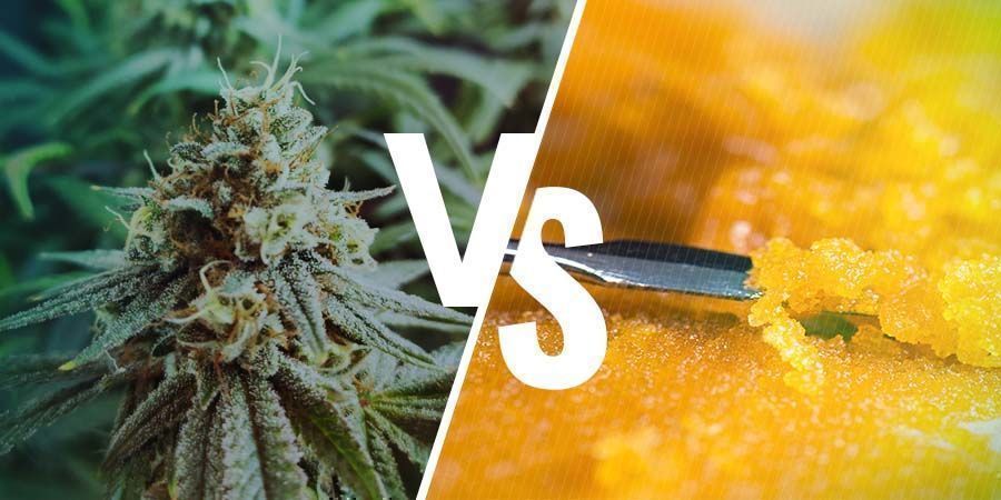 DIFERENCIA ENTRE LAS FLORES Y LOS CONCENTRADOS DE CANNABIS