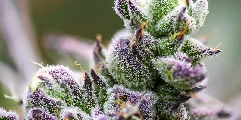 Terpenos