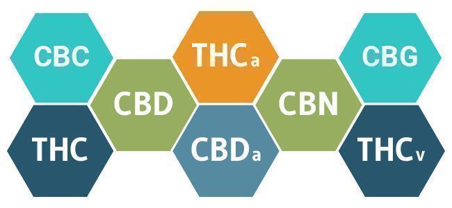 CBD De Espectro Completo Vs. CBD Aislado : Ventajas Y Desventajas