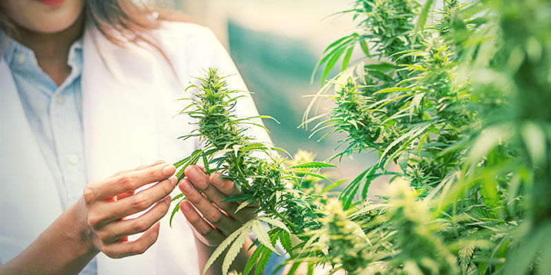 No Toda La Marihuana Se Crea Igual