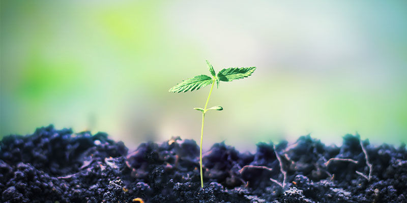 El Mejor Enfoque Es Cultivar Tu Propia Marihuana