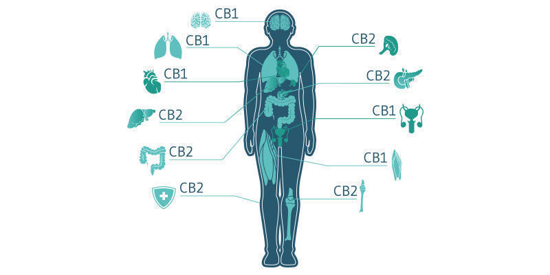 El Sistema Endocannabinoide Se Basa En Un Equilibrio