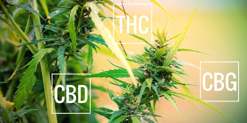 ¿Qué Es La Marihuana Natural?