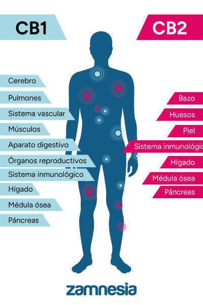El Sistema Endocannabinoide Depende Del Equilibrio